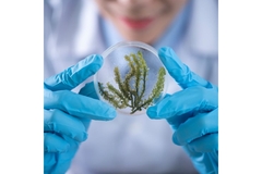 Person investigating plant in a petri dish.
